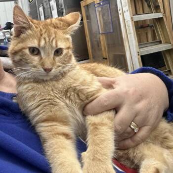 Domestic Short Hair Cats Available for Adoption - Banana | PetCurious