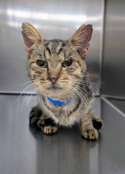 Rescue Domestic Short Hair Cats for Adoption - CLINTON | PetCurious