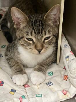 John -  Domestic Short Hair Cat for Adoption in Lunenburg, Massachusetts - John | PetCurious