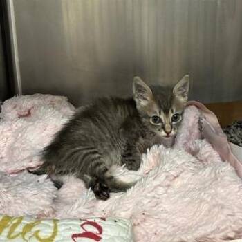 Dessie -  Domestic Short Hair Cat for Adoption in West Palm Beach, Florida - Dessie | PetCurious