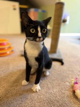Mary Reed -  Domestic Short Hair Cat for Adoption in Burlington, North Carolina - Mary Reed | PetCurious