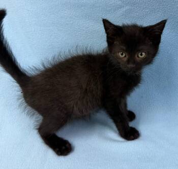Voodoo -  Domestic Short Hair Cat for Adoption in Lagrange, Indiana - Voodoo | PetCurious