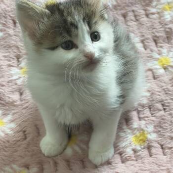 Domestic Medium Hair Cats Available for Adoption in Charlotte, North Carolina - Dudley | PetCurious
