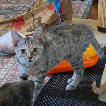 Cabbage -  Domestic Short Hair Cat for Adoption in Huntsville, Alabama - Cabbage | PetCurious
