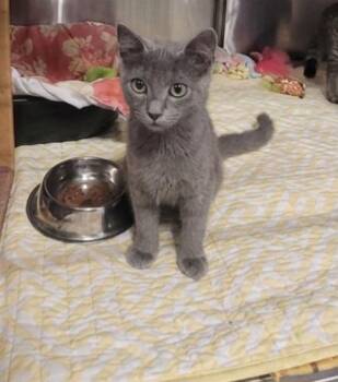 Dobby -  Domestic Short Hair Cat for Adoption in Morganton, North Carolina - Dobby | PetCurious