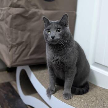 Rescue Domestic Short Hair Cats for Adoption in Justin, Texas - Astro | PetCurious