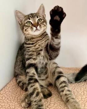 Cilantro -  Domestic Short Hair Cat for Adoption in Novato, California - Cilantro | PetCurious
