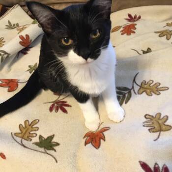 Benitta -  Domestic Short Hair Cat for Adoption in Blaine, Minnesota - Benitta | PetCurious
