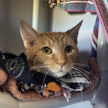 Reeses -  Domestic Short Hair Cat for Adoption in Chicago, Illinois - Reeses | PetCurious