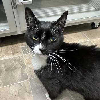 American Shorthair Cats Available for Adoption in Priest River, Idaho - Julie Ann | PetCurious