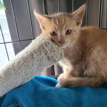 Oscar -  Domestic Short Hair Cat for Adoption in Falls Church, Virginia - Oscar | PetCurious