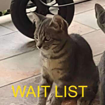 Luna -  American Shorthair Cat for Adoption in Livingston, Texas - Luna | PetCurious