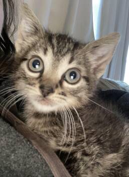 Rescue Domestic Short Hair Cats for Adoption in Port Washington, Wisconsin - Linus | PetCurious