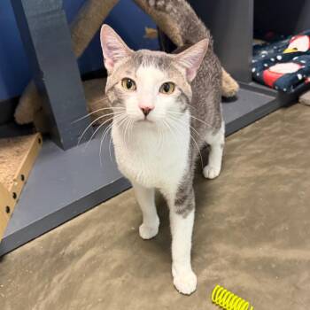NPC -  Domestic Short Hair Cat Available for Adoption in Dekalb, Illinois - NPC | PetCurious