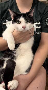 Fidget -  Domestic Short Hair Cat for Adoption in Camden, South Carolina - Fidget | PetCurious