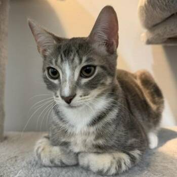 Dandy -  Domestic Short Hair Cat for Adoption in Jupiter, Florida - Dandy | PetCurious