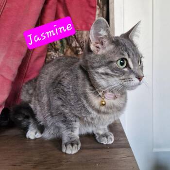 Domestic Short Hair Cats Available for Adoption - Jasmine | PetCurious