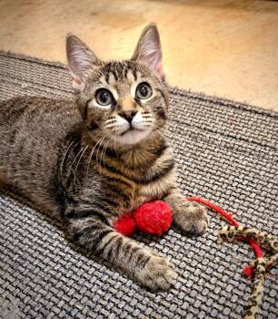 Sassafras -  Domestic Short Hair Cat for Adoption in Newnan, Georgia - Sassafras | PetCurious