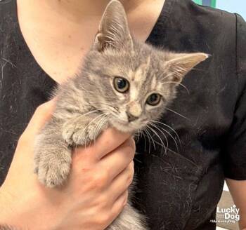 Roly Pola -  Domestic Short Hair Cat for Adoption in Washington, District Of Columbia - Roly Pola | PetCurious