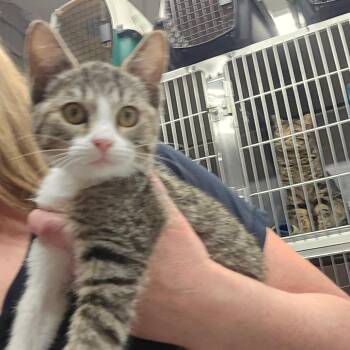 Amy -  Domestic Short Hair Cat for Adoption in Spokane, Washington - Amy | PetCurious