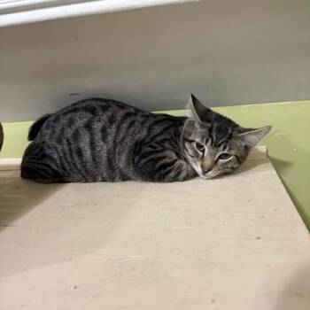 Gian Carlo -  Domestic Short Hair Cat for Adoption in East Brunswick, New Jersey - Gian Carlo | PetCurious