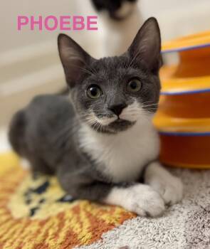 Phoebe -  Domestic Short Hair Cat for Adoption in Montclair, New Jersey - Phoebe | PetCurious