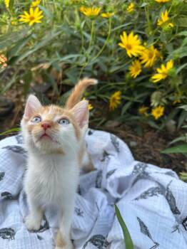Jelly bean -  Domestic Short Hair Cat for Adoption in Little Rock, Arkansas - Jelly Bean | PetCurious
