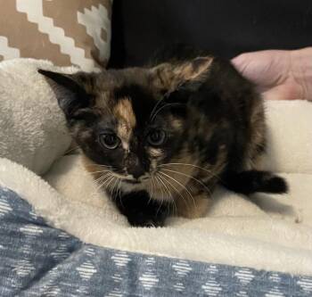 Ariana -  Domestic Short Hair Cat for Adoption in Wilmington, North Carolina - Ariana | PetCurious