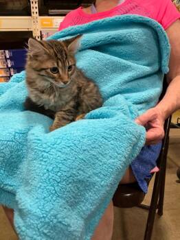 Rooster -  Domestic Short Hair Cat for Adoption in Shawnee, Kansas - Rooster | PetCurious