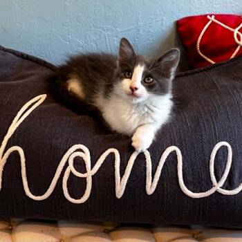 Lexie -  Domestic Medium Hair Cat for Adoption in Antioch, California - Lexie | PetCurious