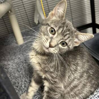 Domestic Short Hair Cats Available for Adoption in Hampton Bays, New York - Bubbles | PetCurious