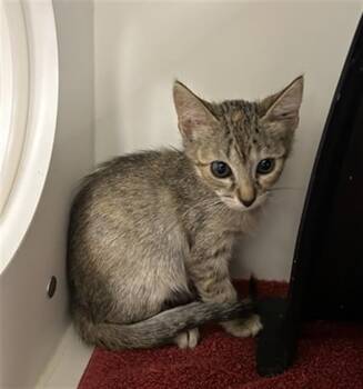 A012427 -  Domestic Short Hair Cat for Adoption in Ontario, California - A012427 | PetCurious