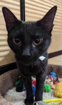 Domestic Short Hair Cats Available for Adoption - Mayveth | PetCurious