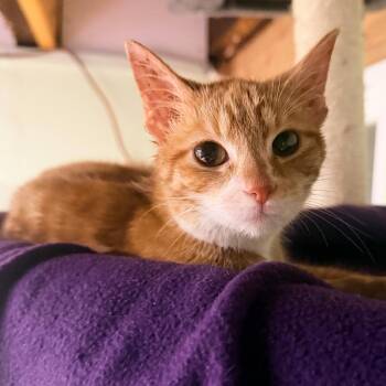 Domestic Short Hair Cats Available for Adoption - Sienna | PetCurious