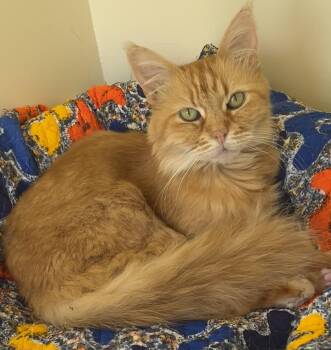 Mango Lassi -  Maine Coon and Norwegian Forest Cat Cat for Adoption in Bow, Washington - Mango Lassi | PetCurious