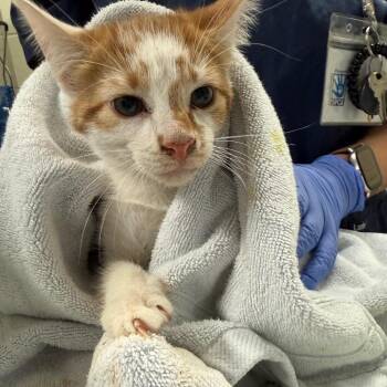 Limbo -  Domestic Short Hair Cat for Adoption in Charlottesville, Virginia - Limbo | PetCurious