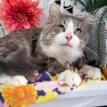 Bells a Jumping 55921 -  Domestic Medium Hair Cat for Adoption in Eaton Rapids, Michigan - Bells A Jumping 55921 | PetCurious