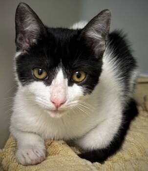 Rescue Domestic Short Hair Cats for Adoption in Cumming, Georgia - Honey 1475-25 | PetCurious