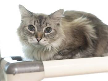 ROMEO -  Domestic Short Hair Cat for Adoption in Phoenix, Arizona - ROMEO | PetCurious
