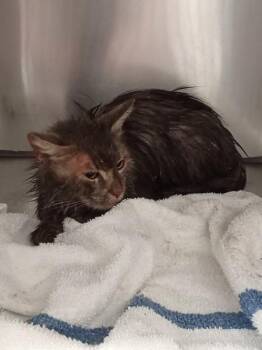 Domestic Short Hair Cats Available for Adoption in Mobile, Alabama - Madge | PetCurious