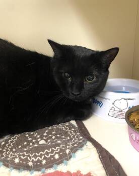 Domestic Short Hair Cats Available for Adoption - Michonne | PetCurious