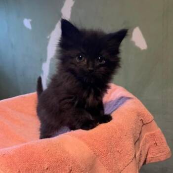 Galaxy -  Domestic Medium Hair Cat Available for Adoption in Midland, Michigan - Galaxy | PetCurious