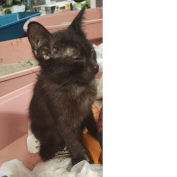 Naafiri -  Domestic Short Hair Cat for Adoption in Baytown, Texas - Naafiri | PetCurious