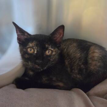 Rescue Domestic Short Hair Cats for Adoption in Houston, Texas - Adriana | PetCurious