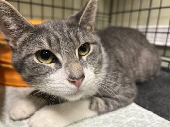 Domestic Short Hair Cats Available for Adoption in Cape May, New Jersey - Pecan | PetCurious