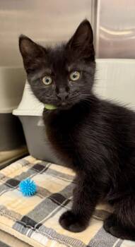 Domestic Short Hair Cats Available for Adoption in Ocala, Florida - Gasket (Petsmart) | PetCurious