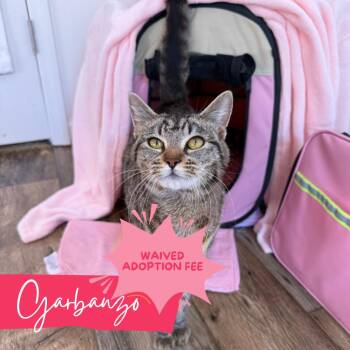 Rescue Domestic Short Hair Cats for Adoption in Chattanooga, Tennessee - Garbanzo | PetCurious