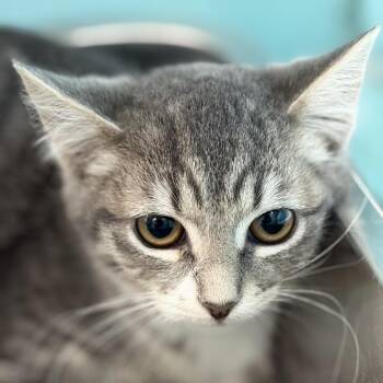 Ghost -  Domestic Short Hair Cat for Adoption in Victoria, British Columbia - Ghost | PetCurious