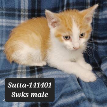 Sutta -  Domestic Short Hair and Manx Cat for Adoption in New Tazewell, Tennessee - Sutta | PetCurious