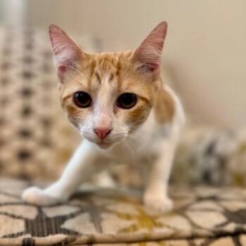 Millie Wren -  Tabby and Domestic Short Hair Cat for Adoption in Friendswood, Texas - Millie Wren | PetCurious